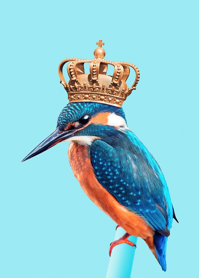 Kingfisher