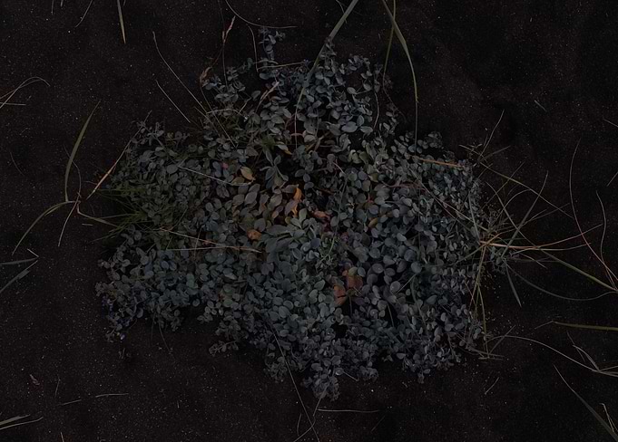 Iceland plant