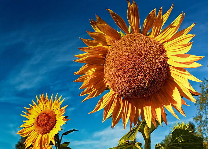 Sunflowers