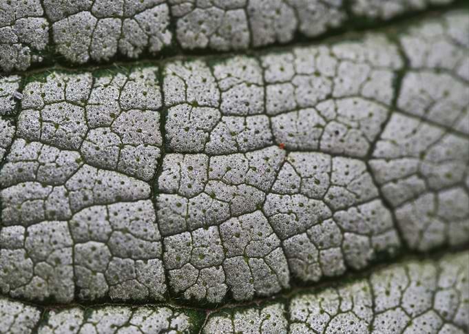 Silver color plant leaf