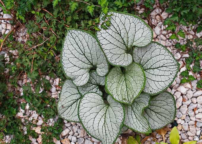 Brunerra plant in garden