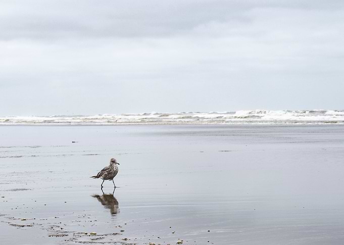 See, bird.