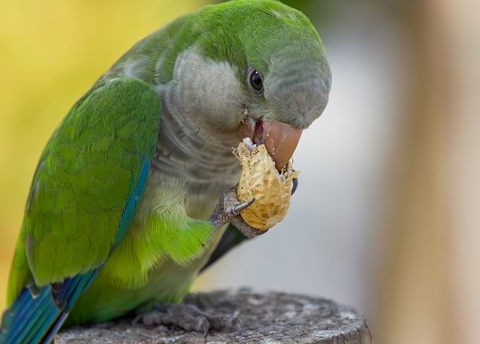 Fuerteventura Parkeet