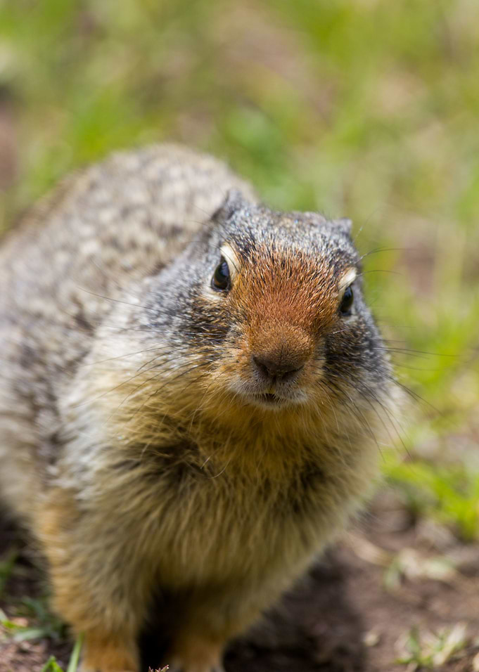 Columbian Ground Squirrel