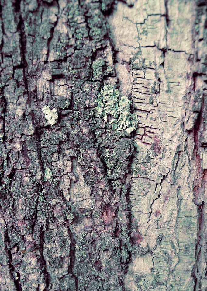 Tree 1
