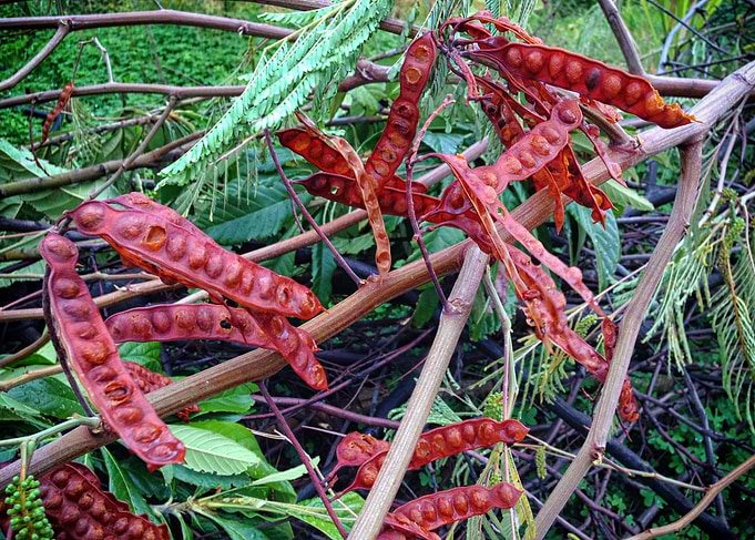 Red beans