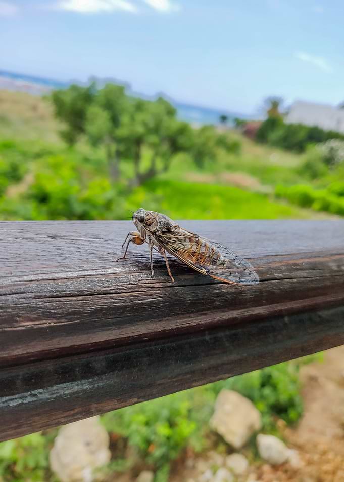 Cricket Closeup