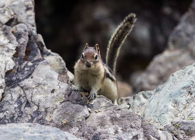Chipmunk