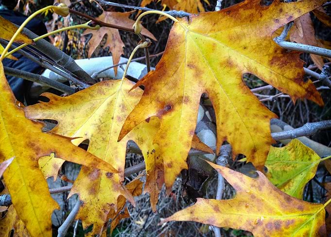 Yellow leafs