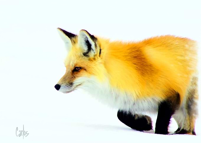 The Red Fox