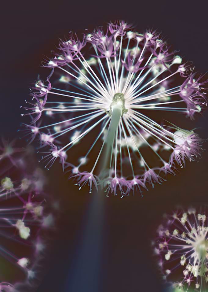 Floral Fireworks