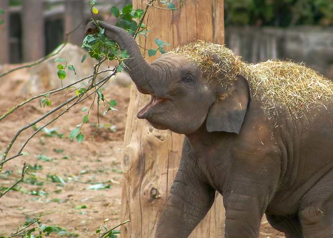 Baby Elephant