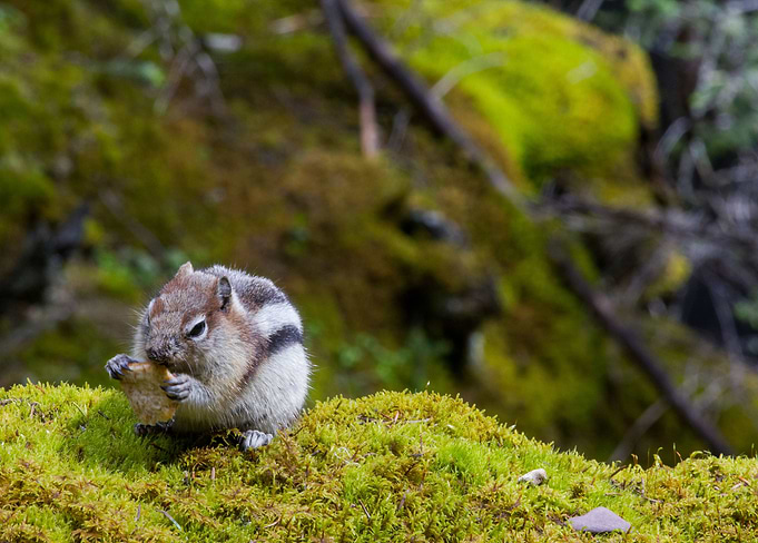 Eating Chipmunk