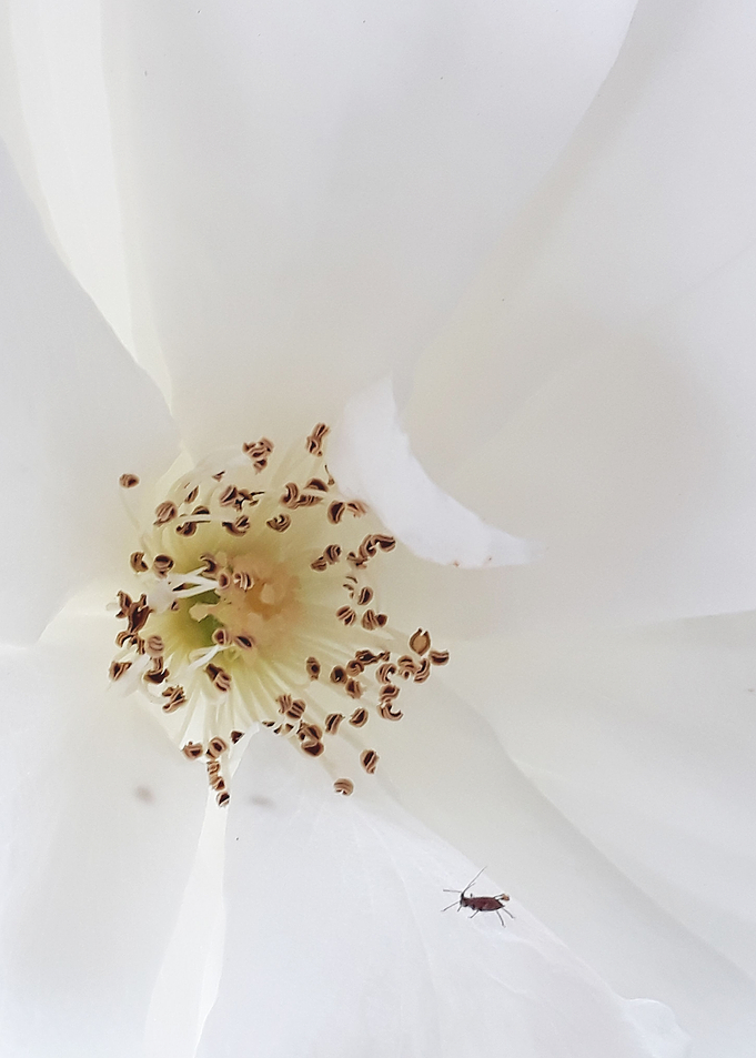 Bug on a Flower