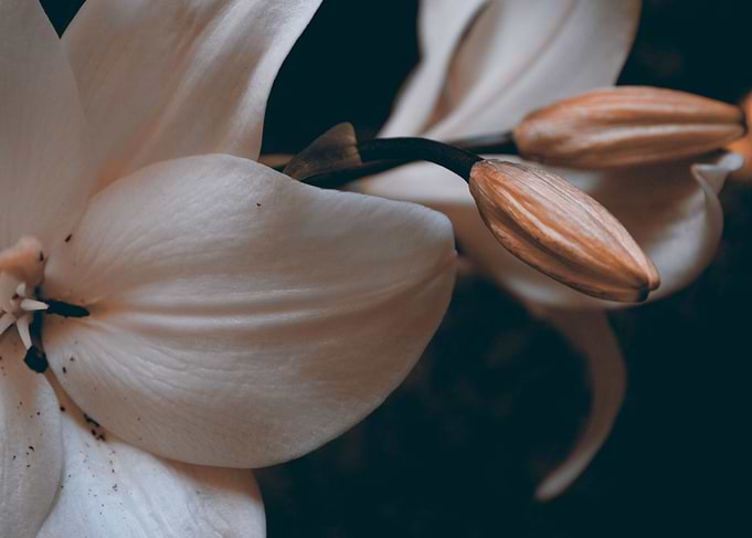 Flower Power