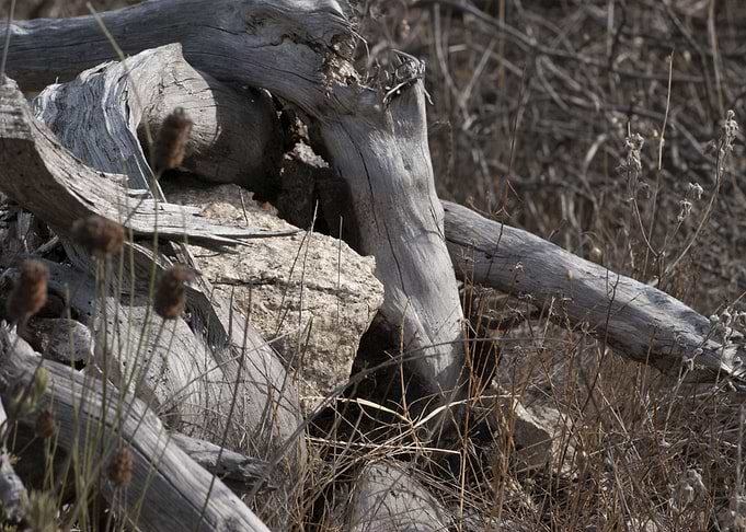 DEAD NATURE