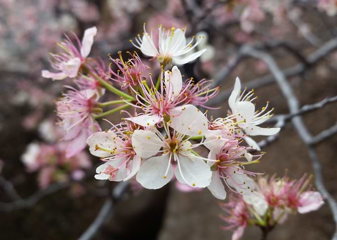Blossom
