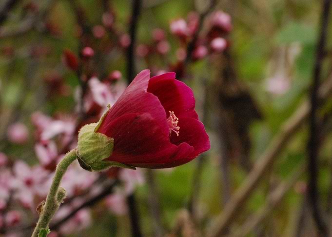 FLOR