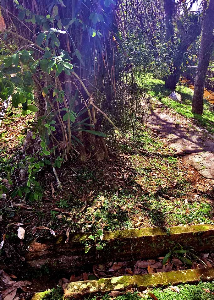Trees and Roots Brasil-5