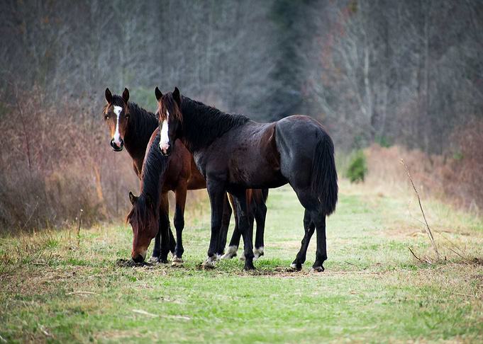 Horses - Bolen Bluff Trail