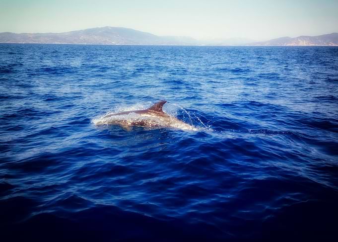 Playing Dolphin
