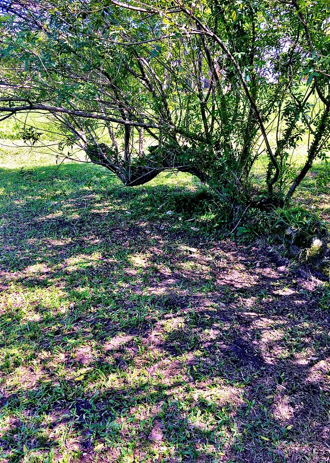 Trees and Roots Brasil-4