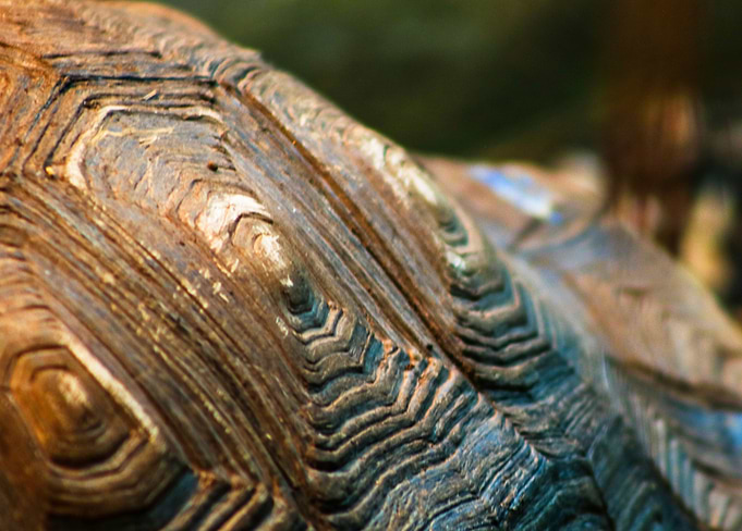 Asian Tortoise Shell