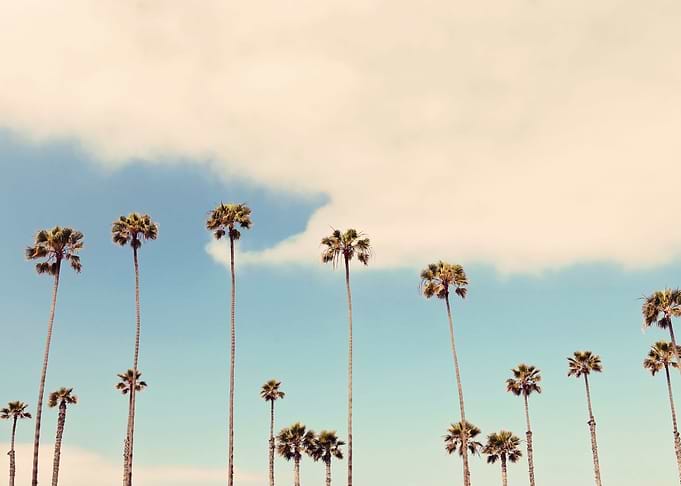 Palm Trees