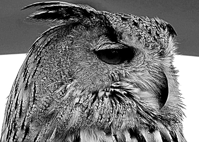 buho en negro -owl in blac