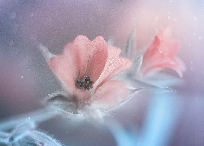Tenderness