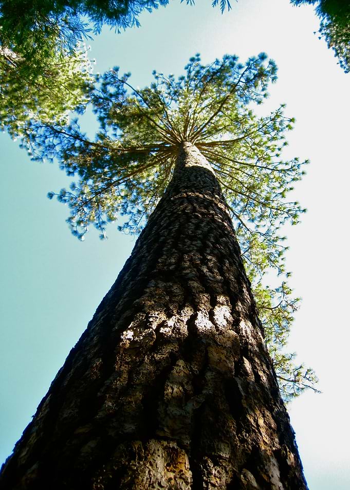 Redwood Majesty