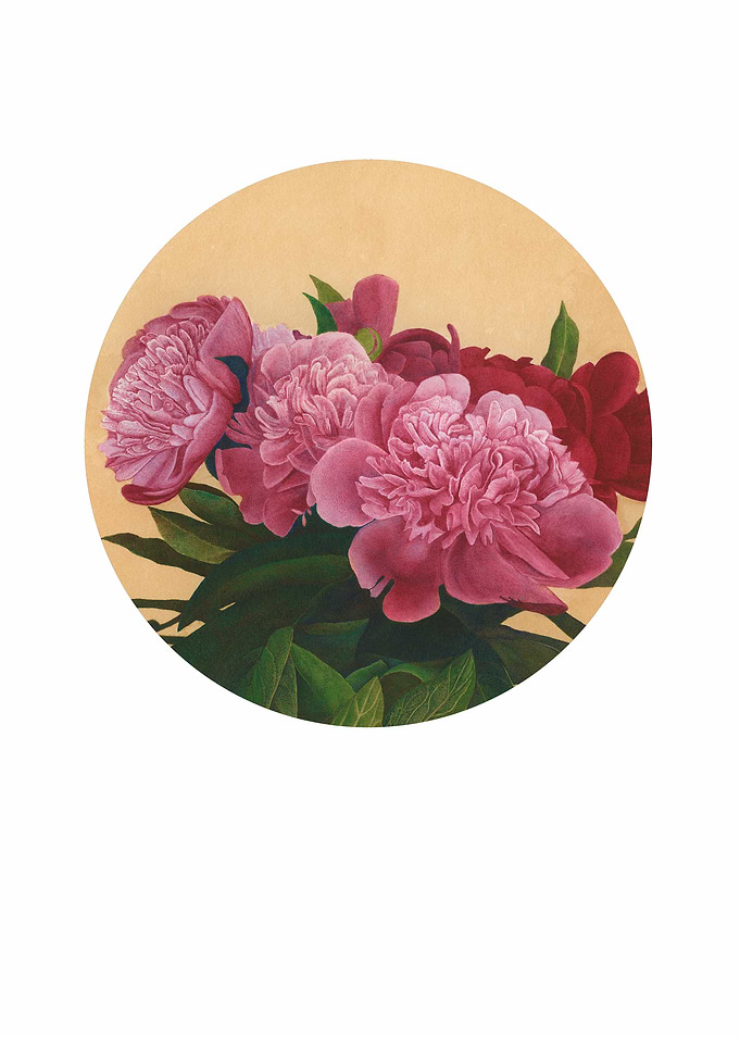 peonies II