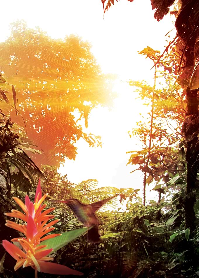 Garden of Eden