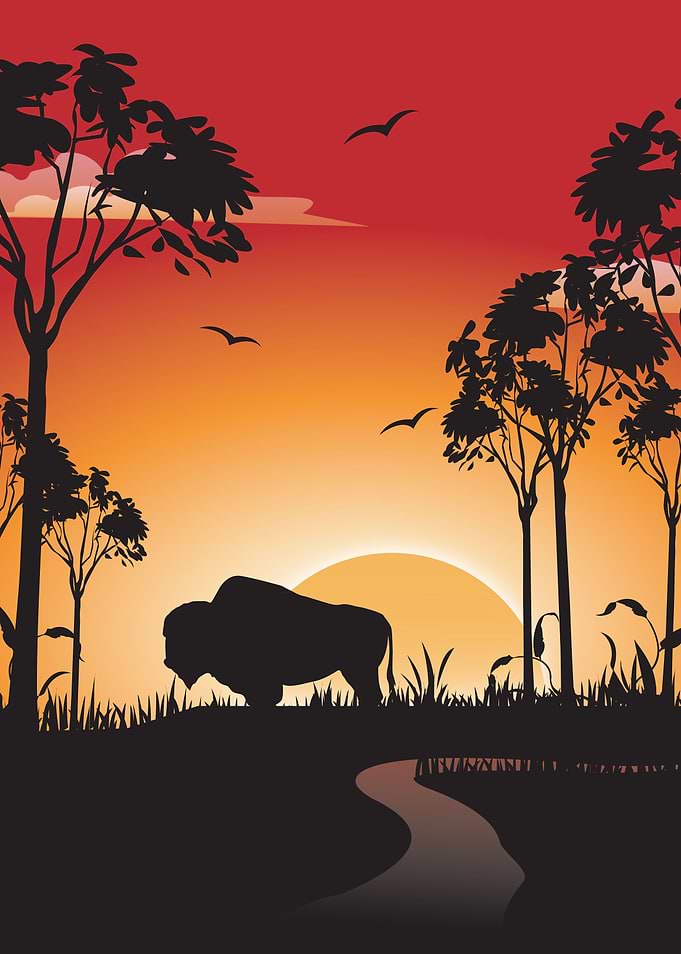 Buffalo in the sunset