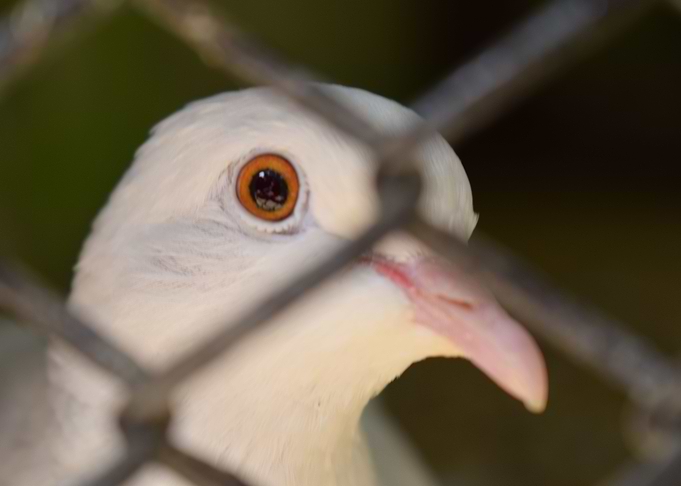 Behind the Cage