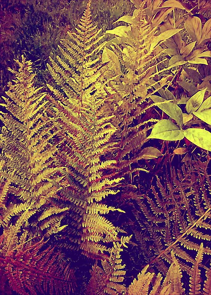 autumn fern