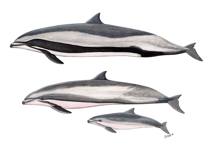 Fraser´s dolphins