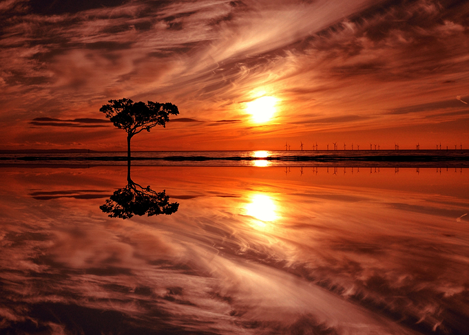 lone tree at sunset