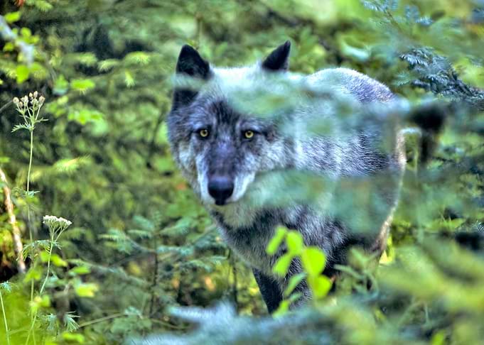 Owyhee Pack's Himtuuqin