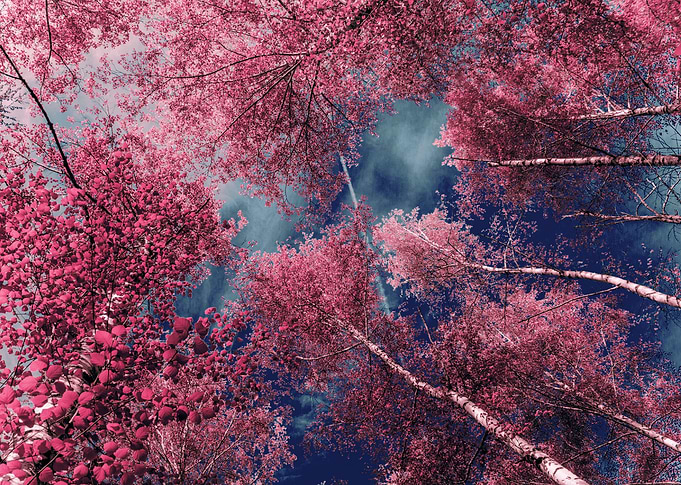 pink spring