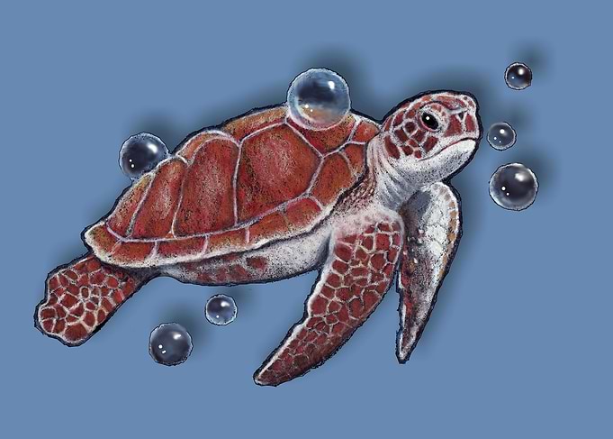 Swimming Turtle