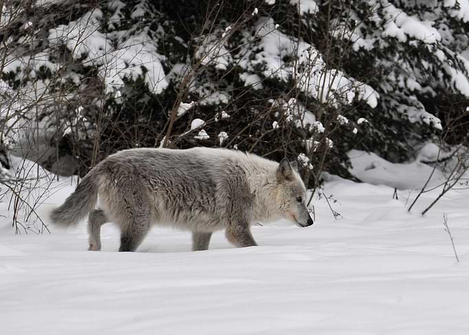 Owyhee Pack's Miyooxat