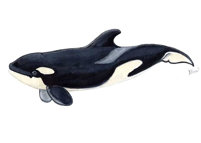 Baby orca killer whale