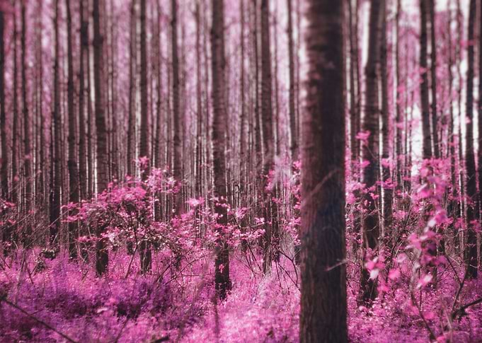 pink trees