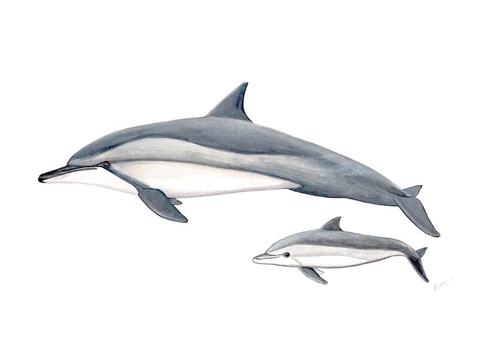 Spinner dolphin