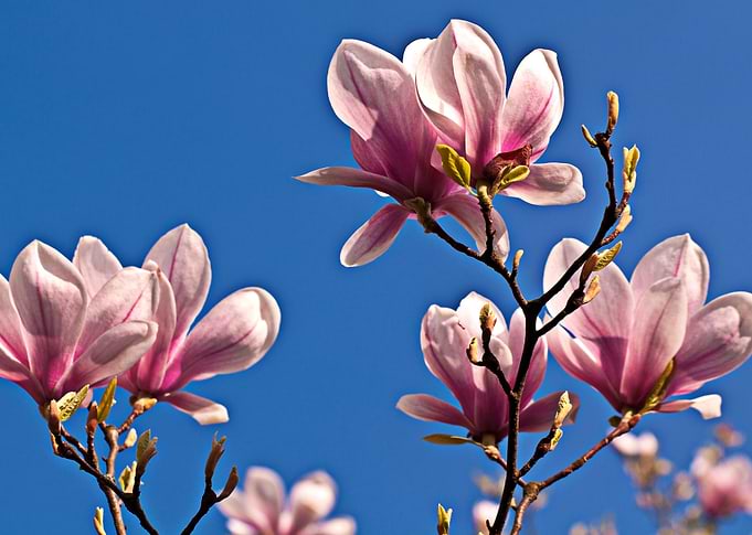 Magic Magnolia