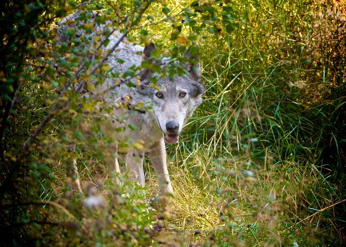 Owyhee Pack's Kuckuc