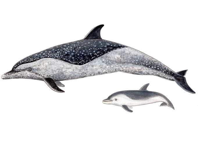 Pantropical dolphins