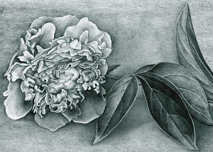 Peonies III