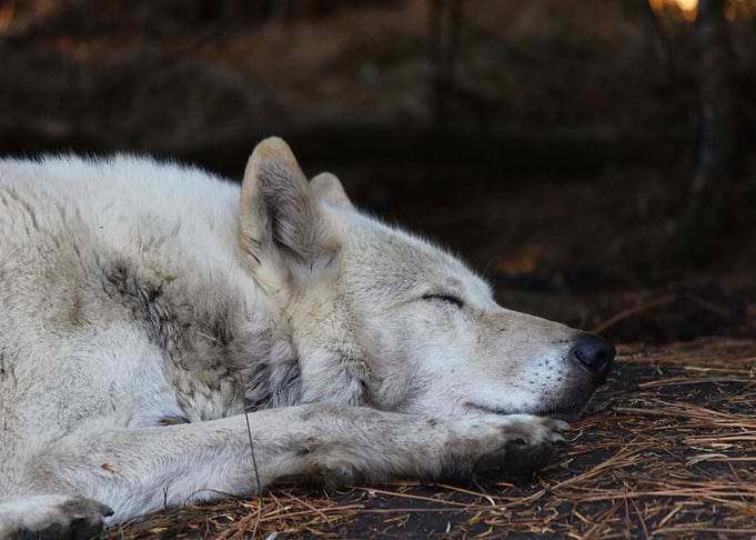 The Peace of Sanctuary